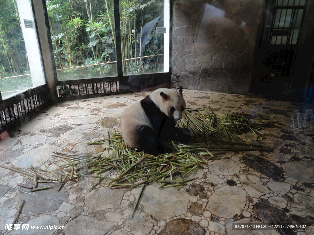 熊猫独坐室内享用竹子