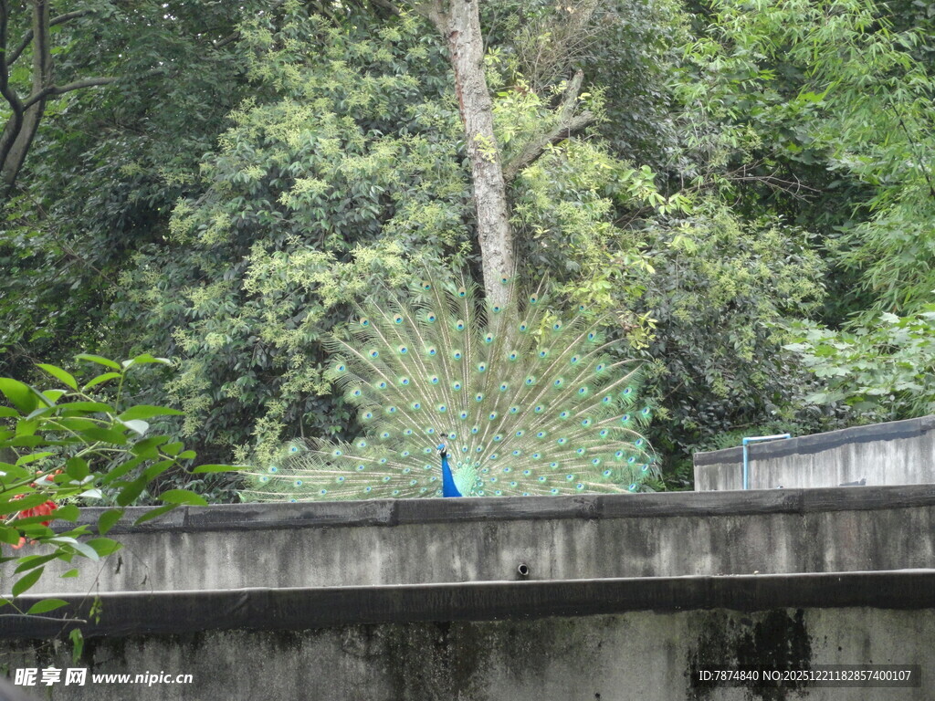 墙边蓝孔雀于绿植间