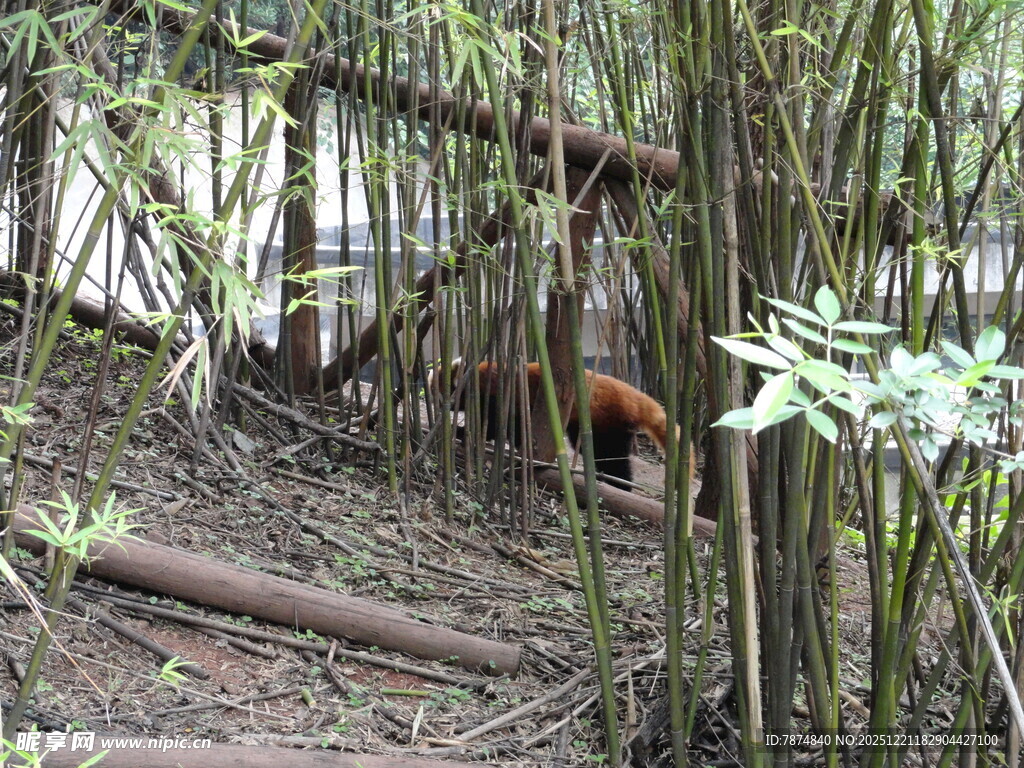 竹林中的红毛动物