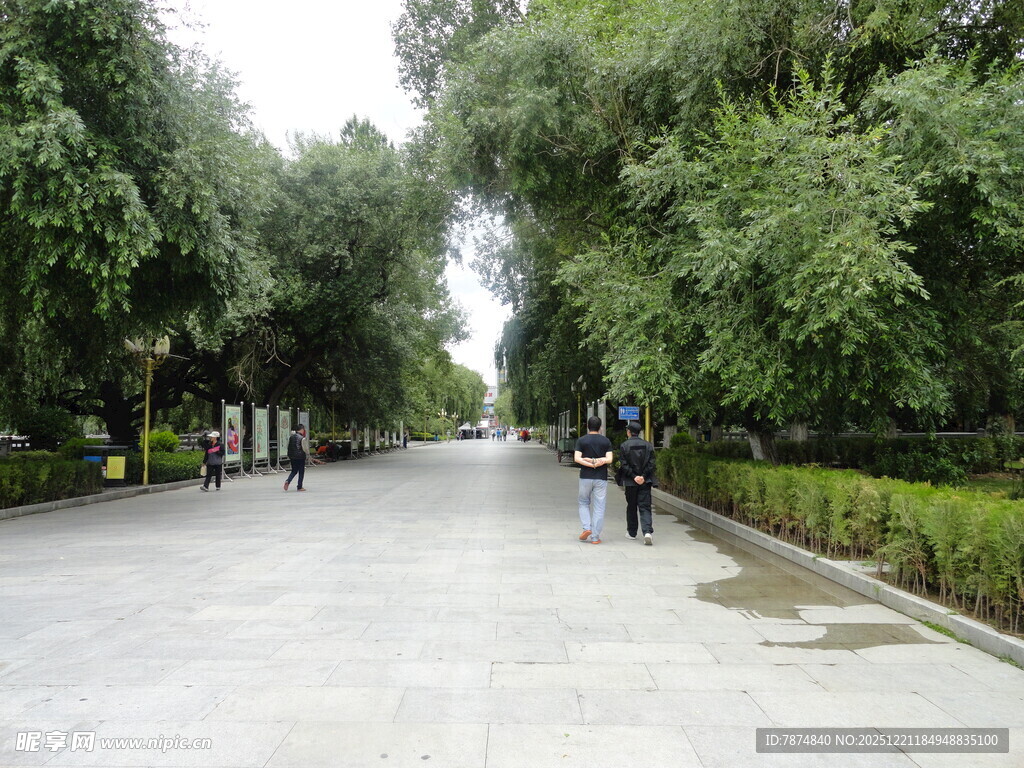 林荫小道上的漫步行人