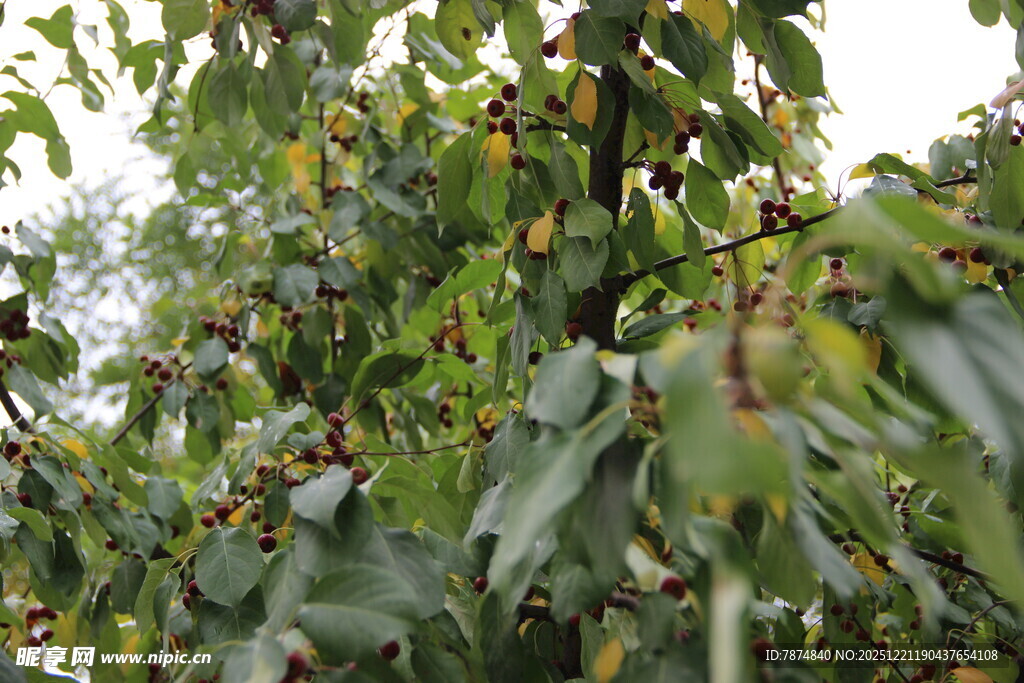 枝头挂满成熟果实