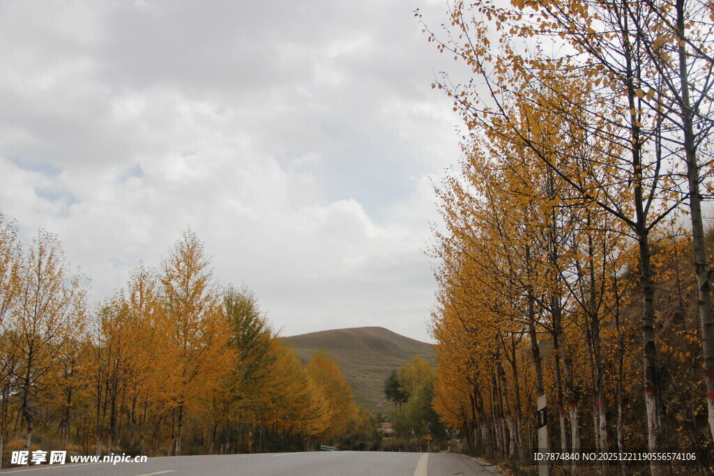 秋日林间公路美景