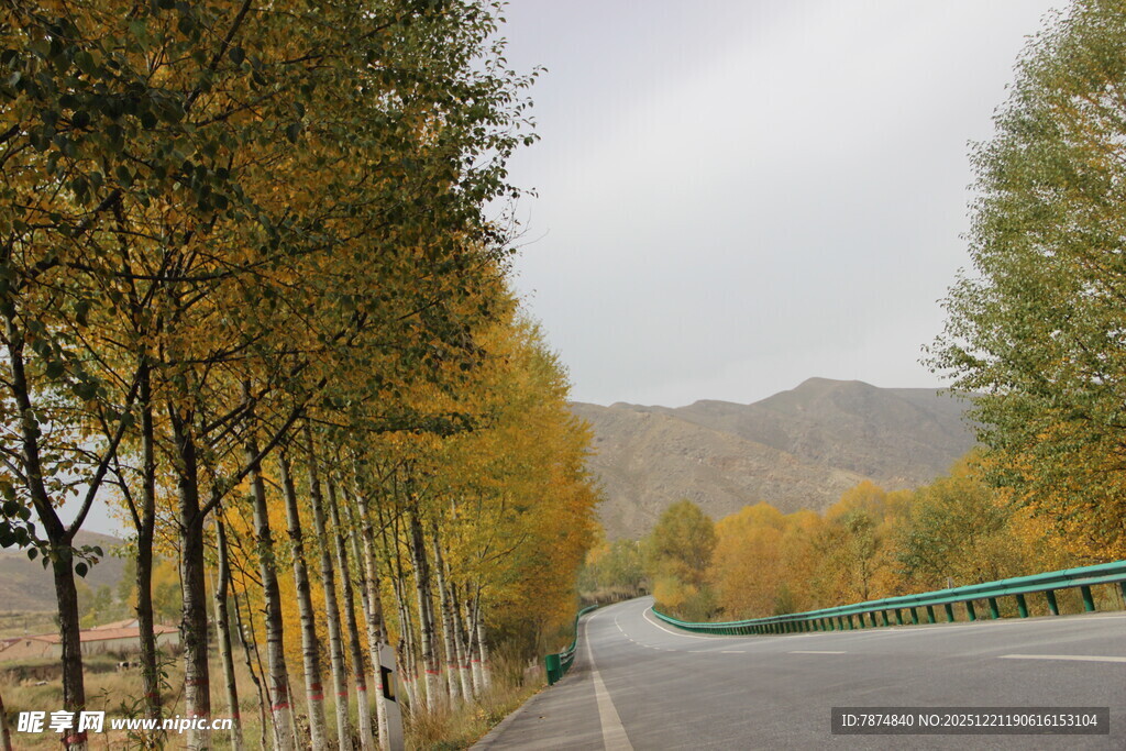 秋日公路旁的金黄树林