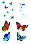 多彩蝴蝶集合