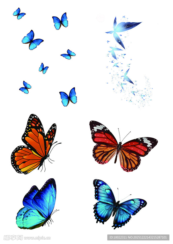 多彩蝴蝶集合