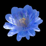 蓝色娇艳花朵特写