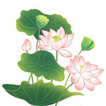 水墨风荷花荷叶插画