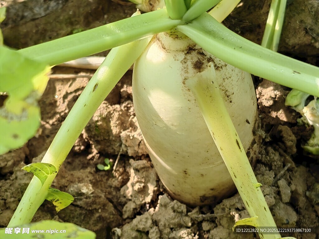 地里生长的白萝卜
