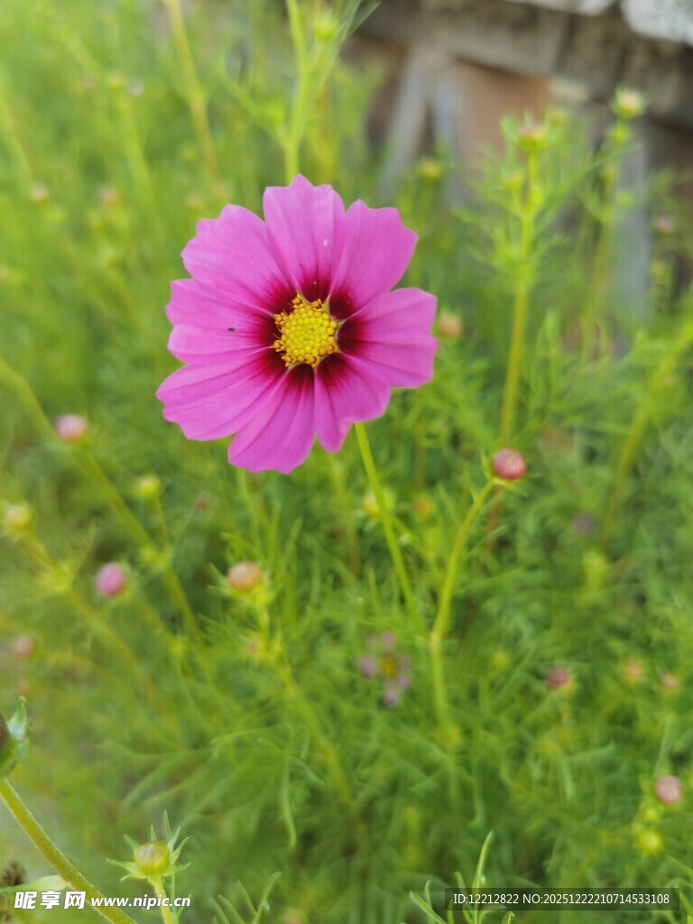 娇艳粉色波斯菊绽放