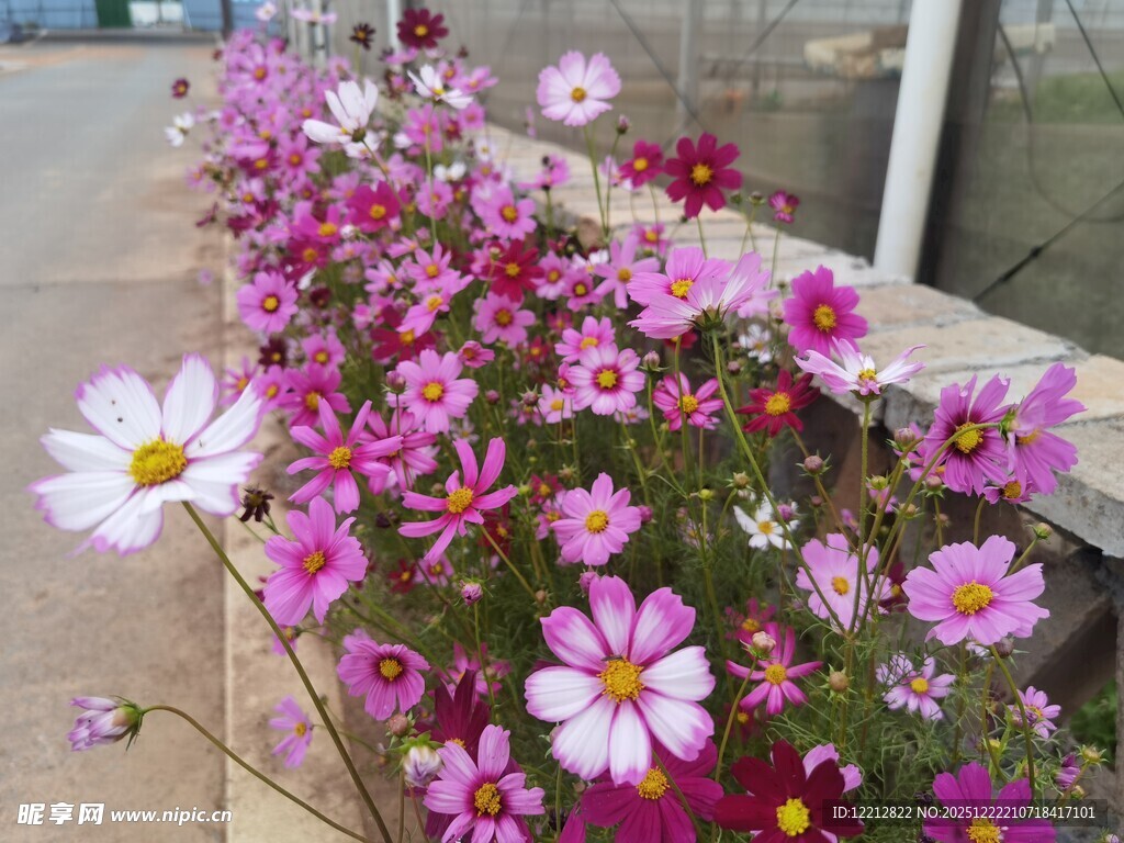 缤纷波斯菊绽放于路边