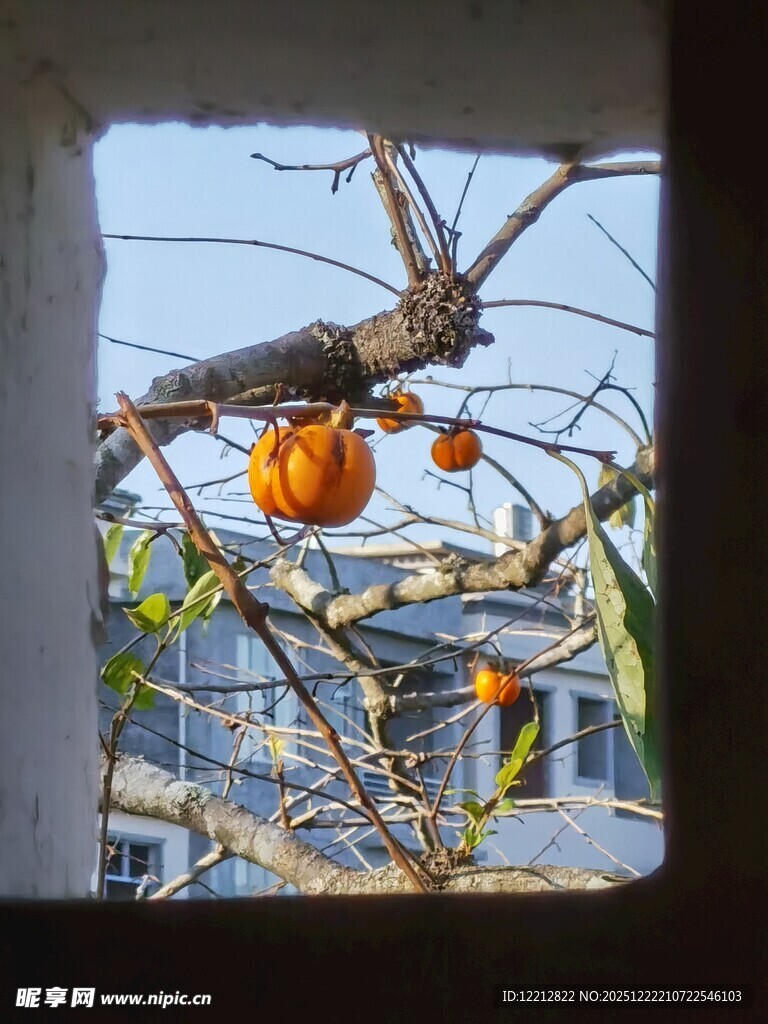 窗中窥得枝头柿子艳