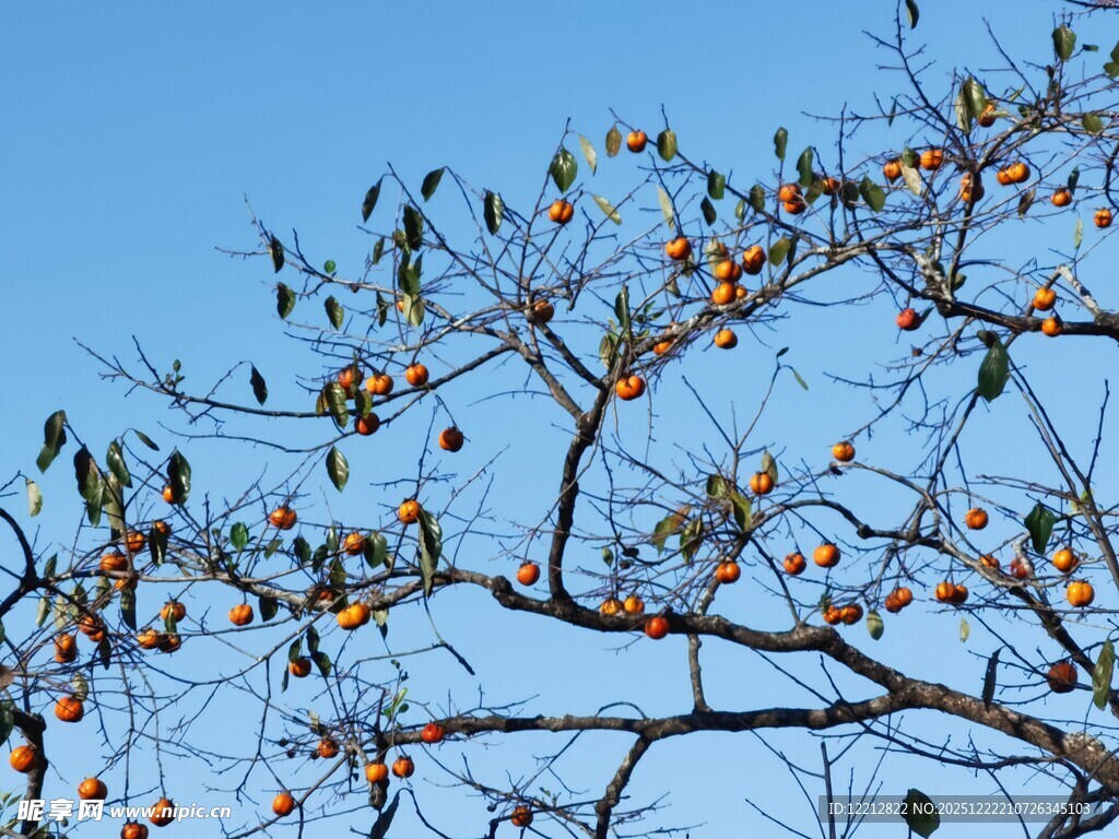 枝头硕果累累的柿子树