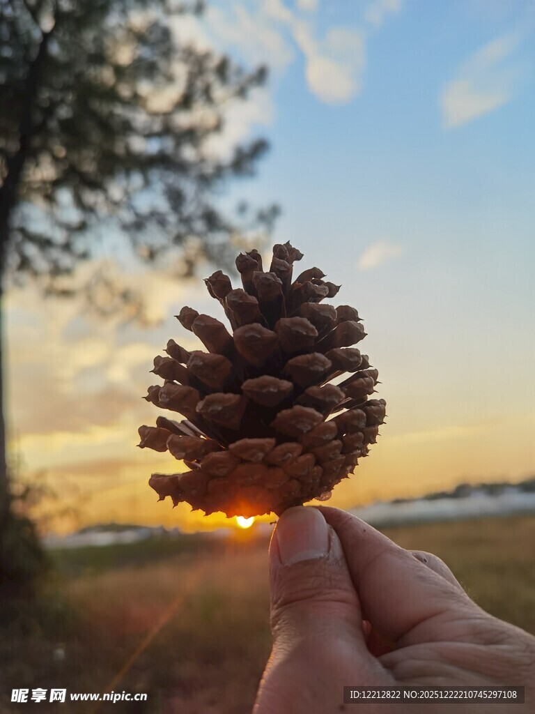夕阳下手中的松果