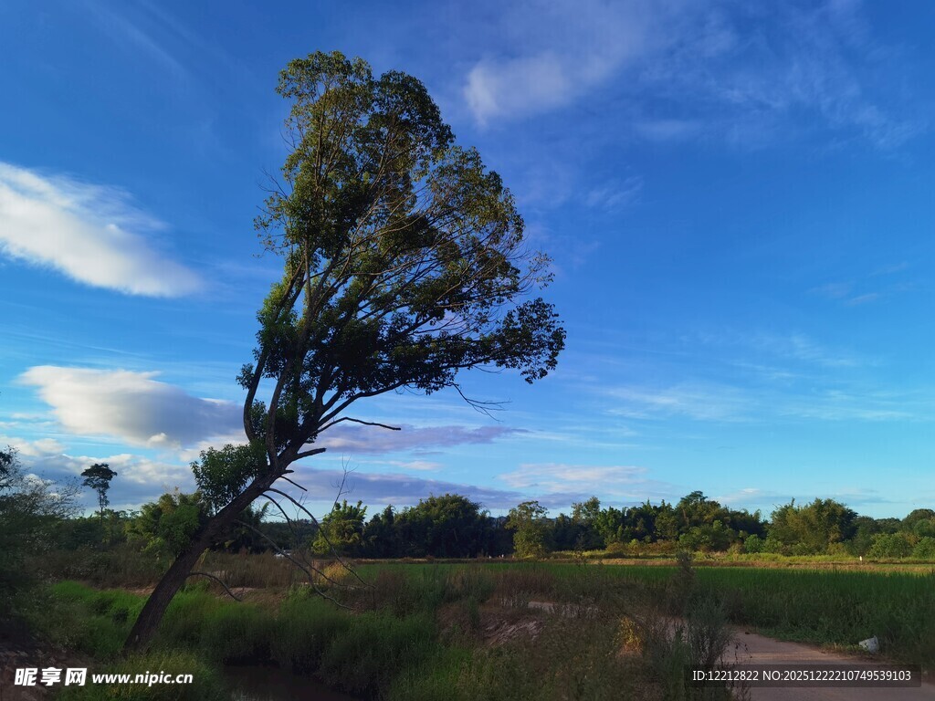 旷野孤树蓝天相伴