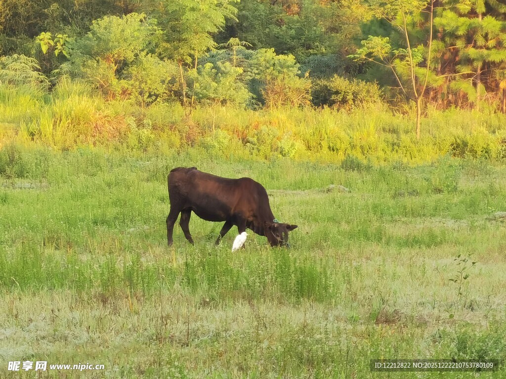 草原上的牛在悠闲吃草