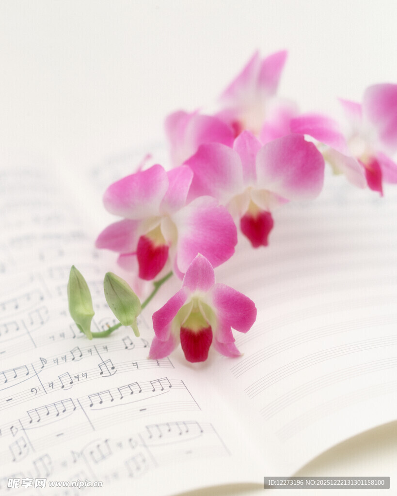 书页上的娇艳粉色兰花