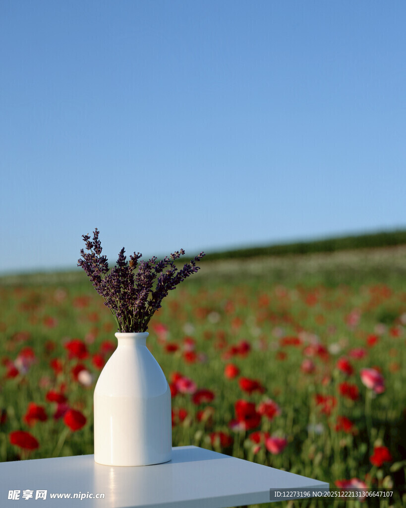 白色花瓶中的紫色薰衣草