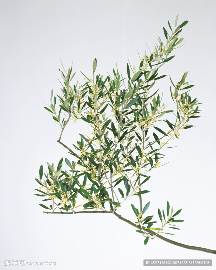 翠绿枝叶植物特写