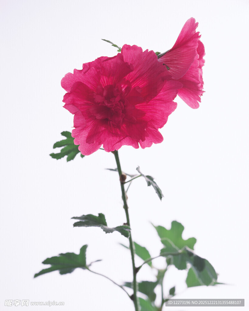 娇艳红牡丹绽放