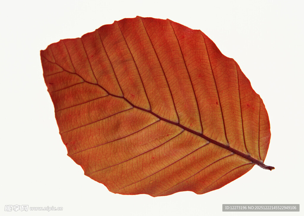 橙红色秋叶特写