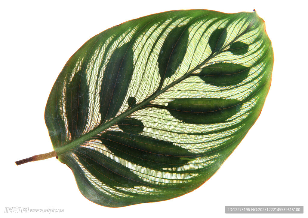 独特斑纹的美丽绿植叶片