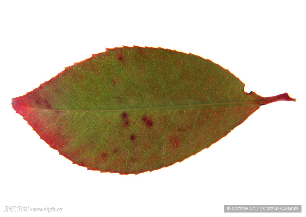 红绿相间的独特叶片