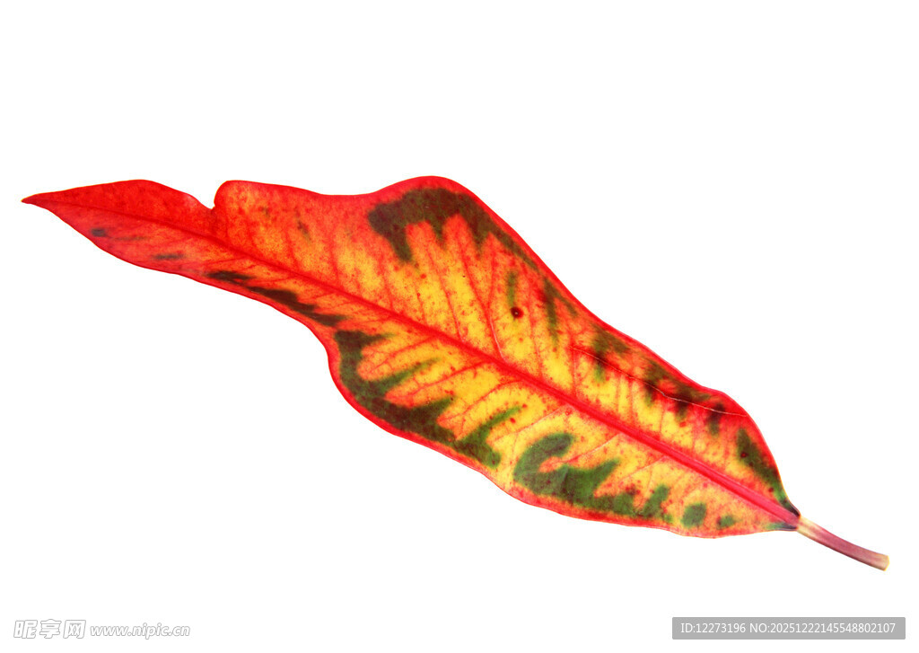 多彩斑斓的热带植物叶片