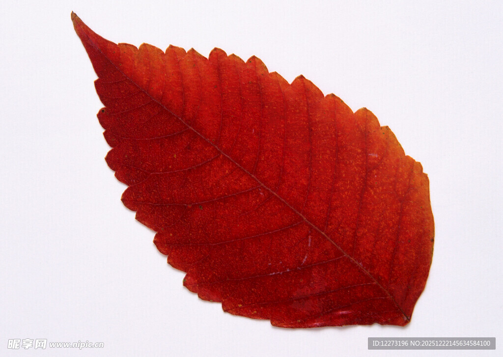 一片鲜艳的红色秋叶