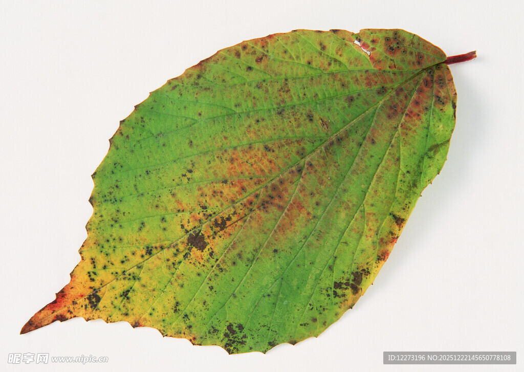 黄绿斑驳的独特叶片