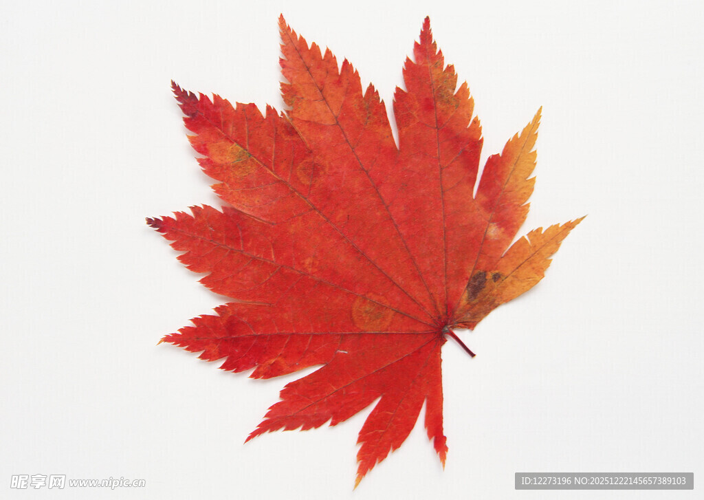 一片艳丽的红色枫叶