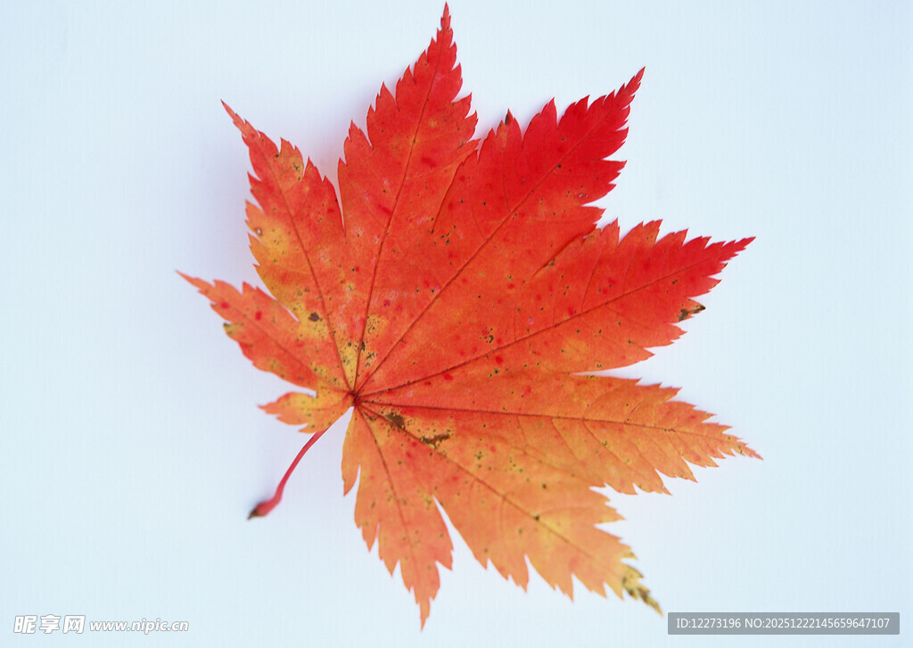 一片艳丽的红色枫叶