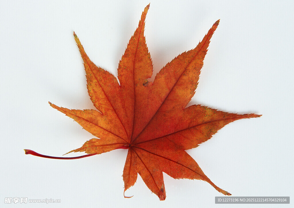 橙红色枫叶特写