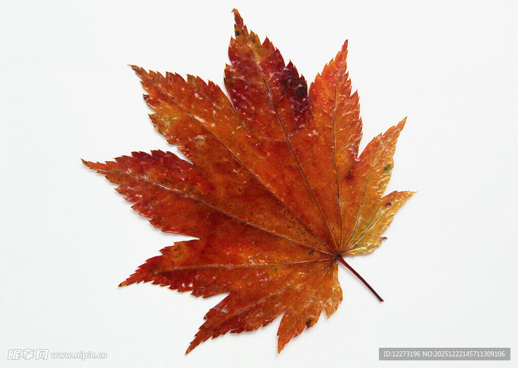 橙红色枫叶特写