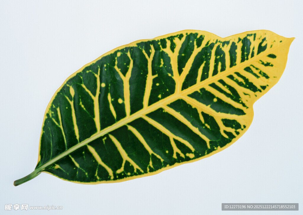 黄绿相间的独特叶片