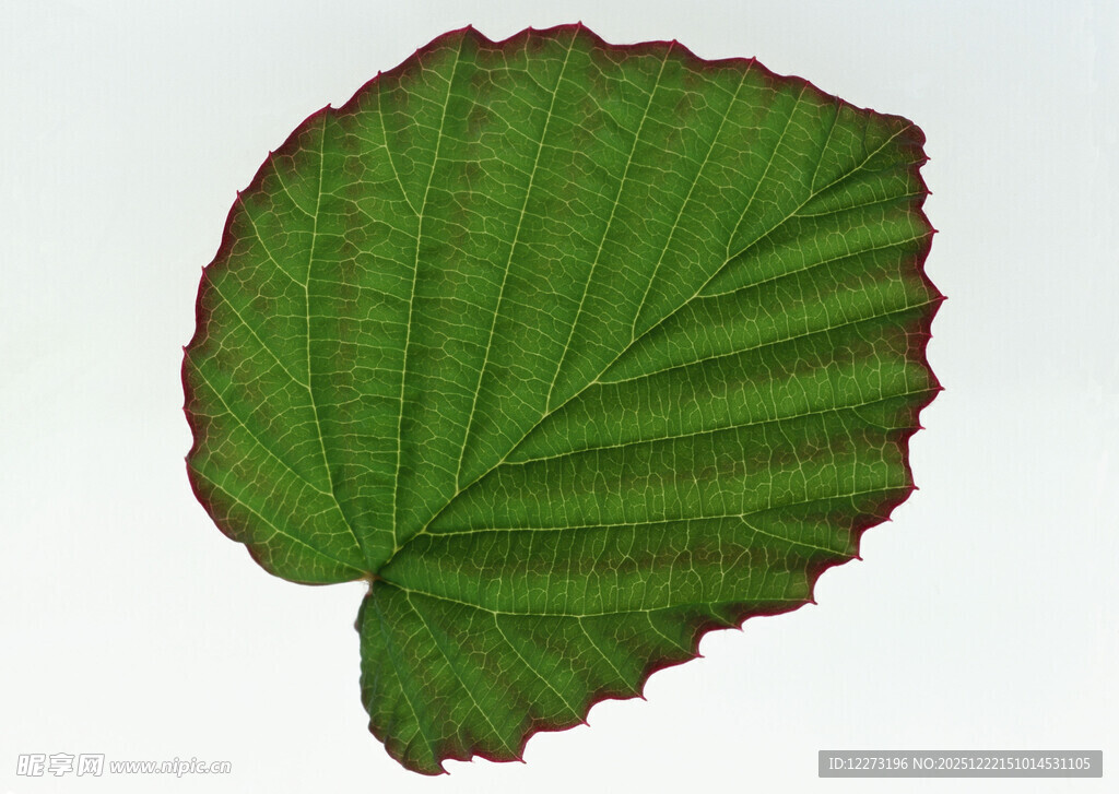 翠绿带红边的独特叶片