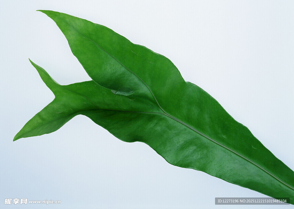 翠绿独特形状的植物叶片