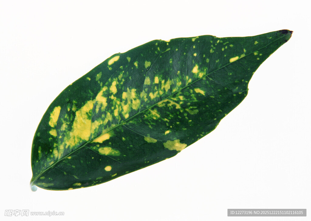 黄绿斑纹绿叶特写