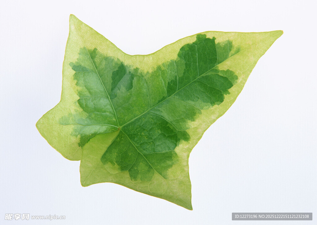 黄绿相间的独特叶片