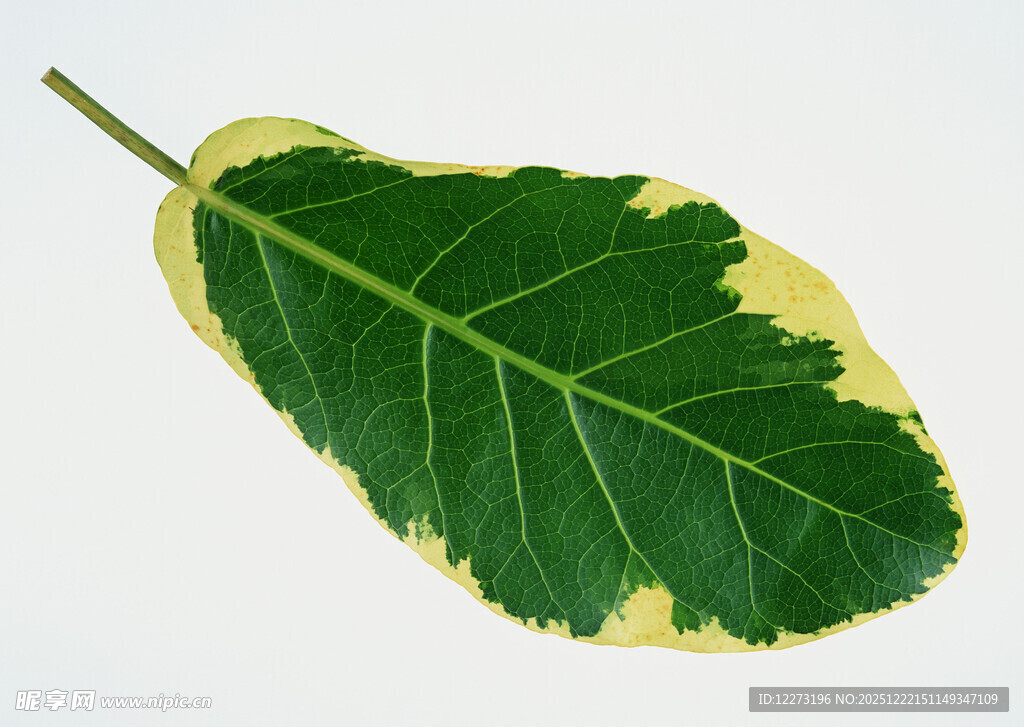 黄绿相间的独特叶片