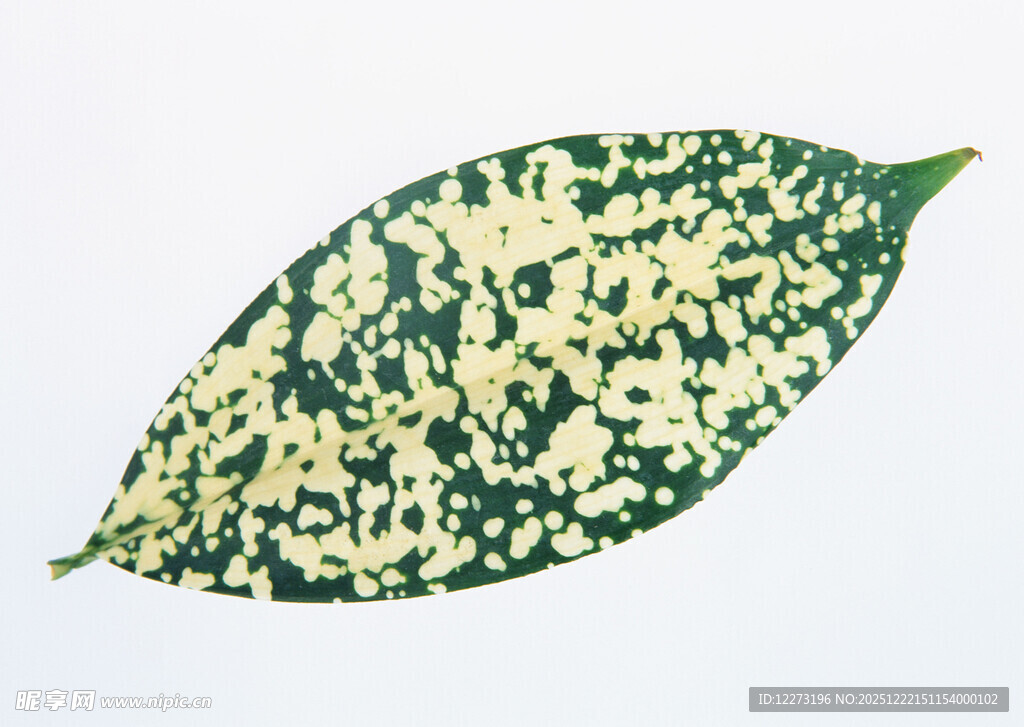 黄绿斑纹叶片特写