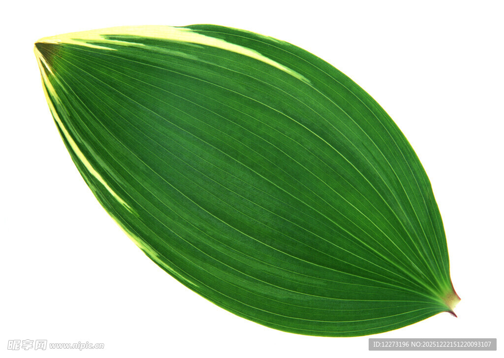 翠绿带金边的单叶片