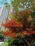 秋日城市中的绚烂红枫