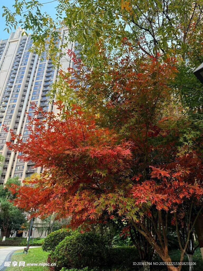 秋日城市中的绚烂红枫