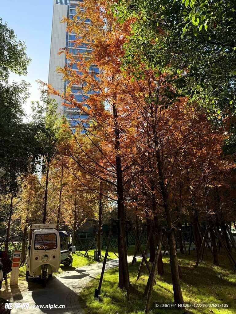 秋日林间与多彩建筑景观