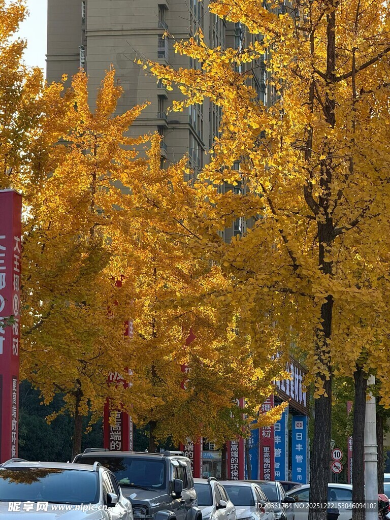 秋日街道银杏黄叶美景