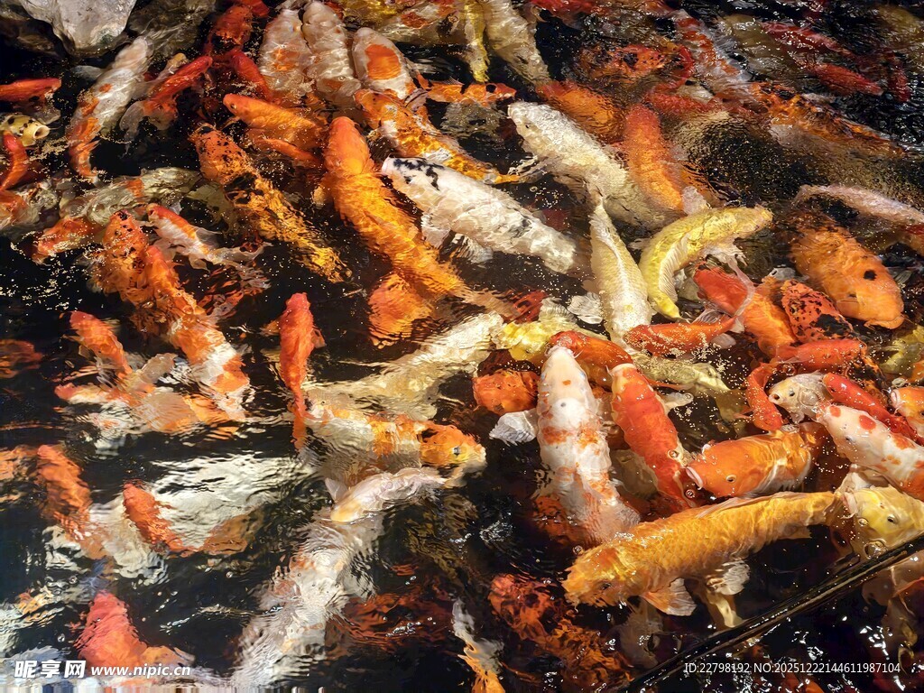 池塘中游动的多彩锦鲤