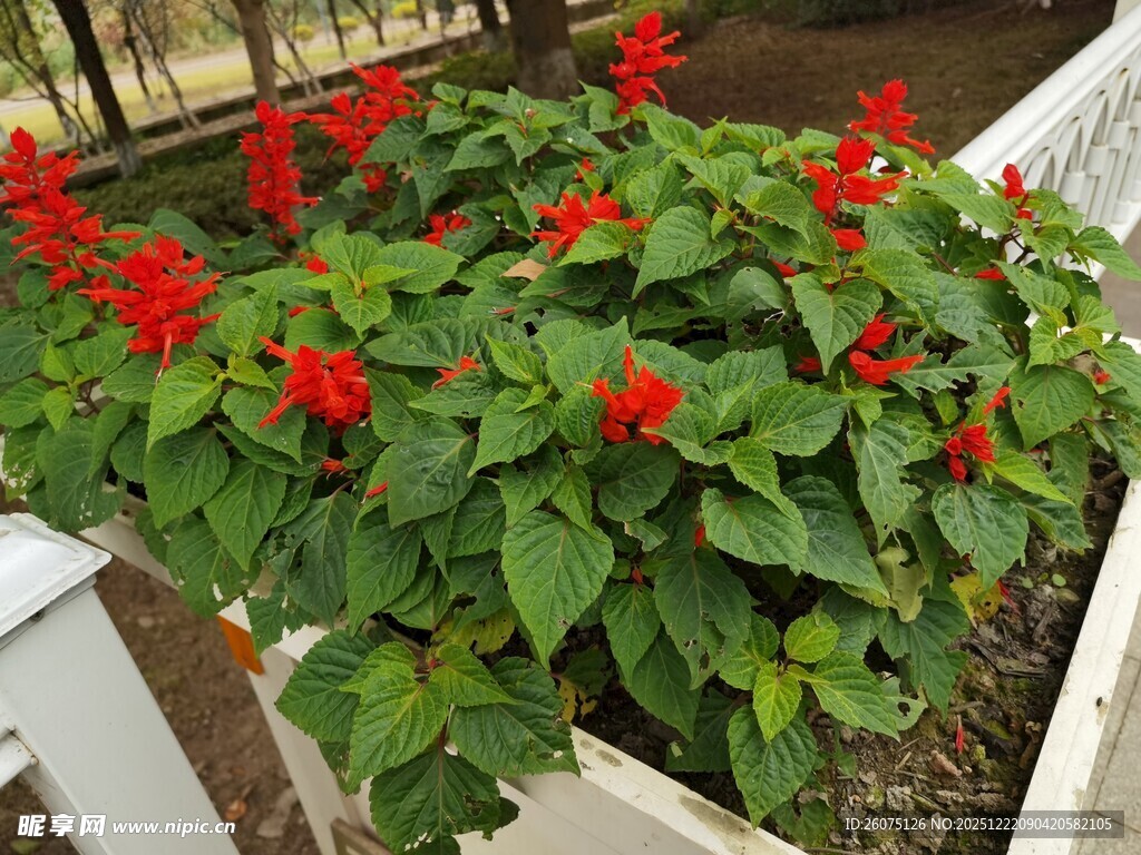 鲜艳一串红盆栽绽放生机