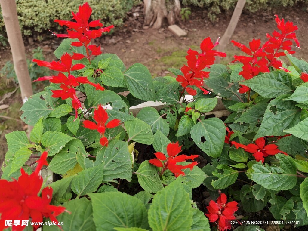 鲜艳串串红绽放绿意间