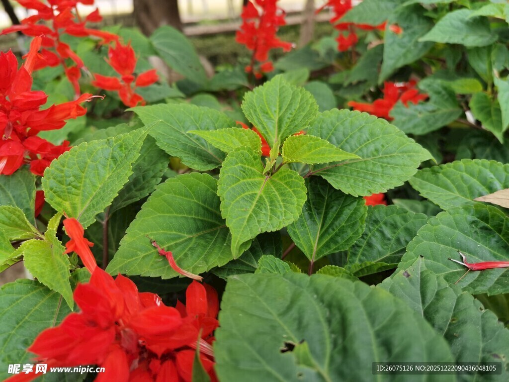 鲜艳一串红绿叶相衬