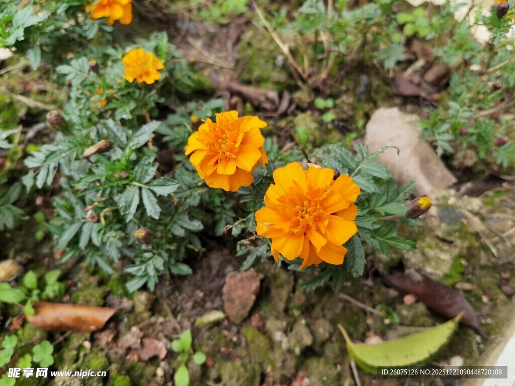 绽放的黄色万寿菊